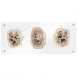 PHILLIPS COLLECTION Wall Sculptures + Decor FLOATING PERTRIFIED TRIPLE SLICE WALL ART