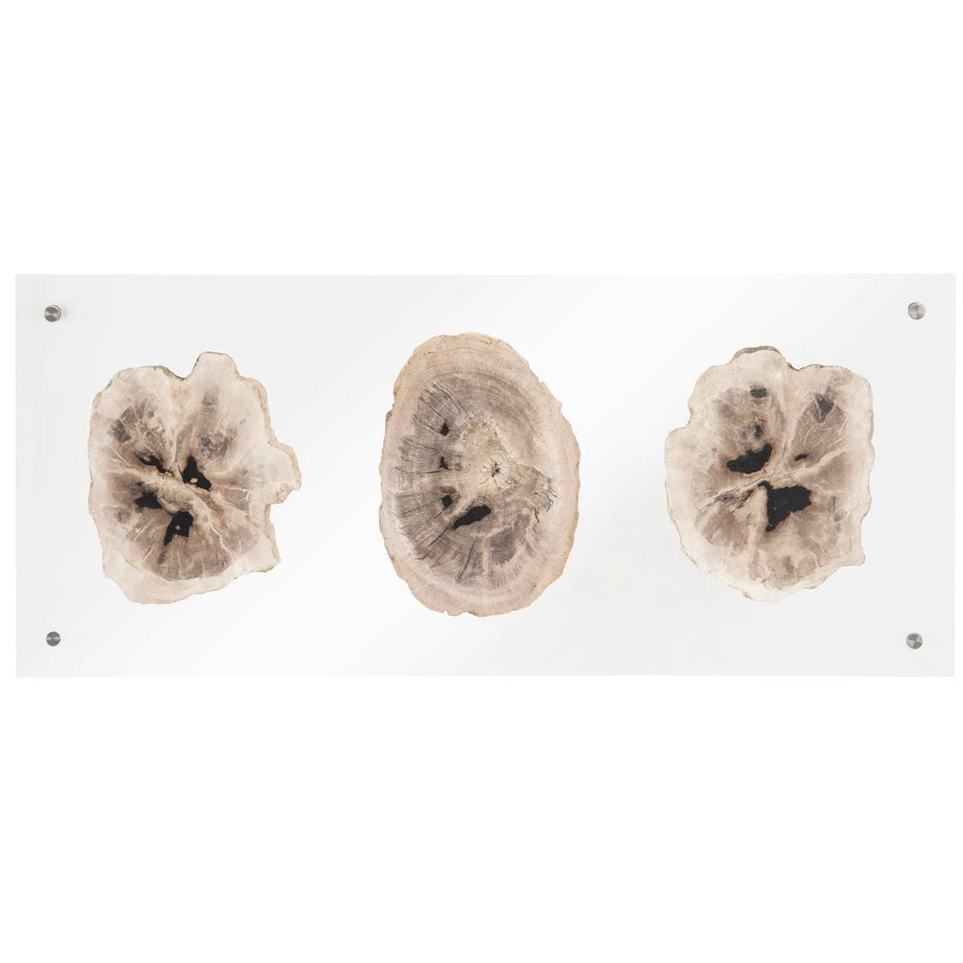 PHILLIPS COLLECTION Wall Sculptures + Decor FLOATING PERTRIFIED TRIPLE SLICE WALL ART 2 PHILLIPS COLLECTION Wall Sculptures + Decor FLOATING PERTRIFIED TRIPLE SLICE WALL ART