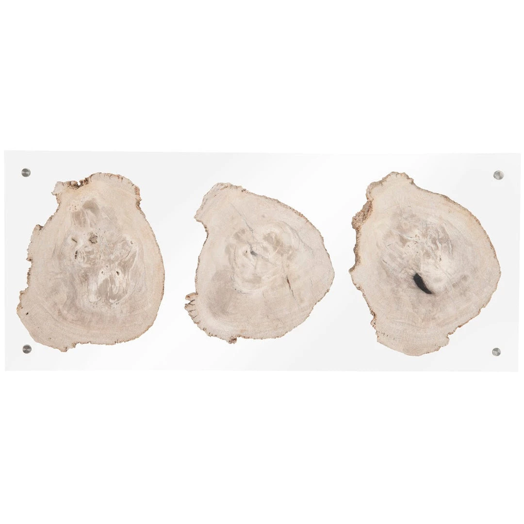 PHILLIPS COLLECTION Wall Sculptures + Decor FLOATING PERTRIFIED TRIPLE SLICE WALL ART 3 PHILLIPS COLLECTION Wall Sculptures + Decor FLOATING PERTRIFIED TRIPLE SLICE WALL ART