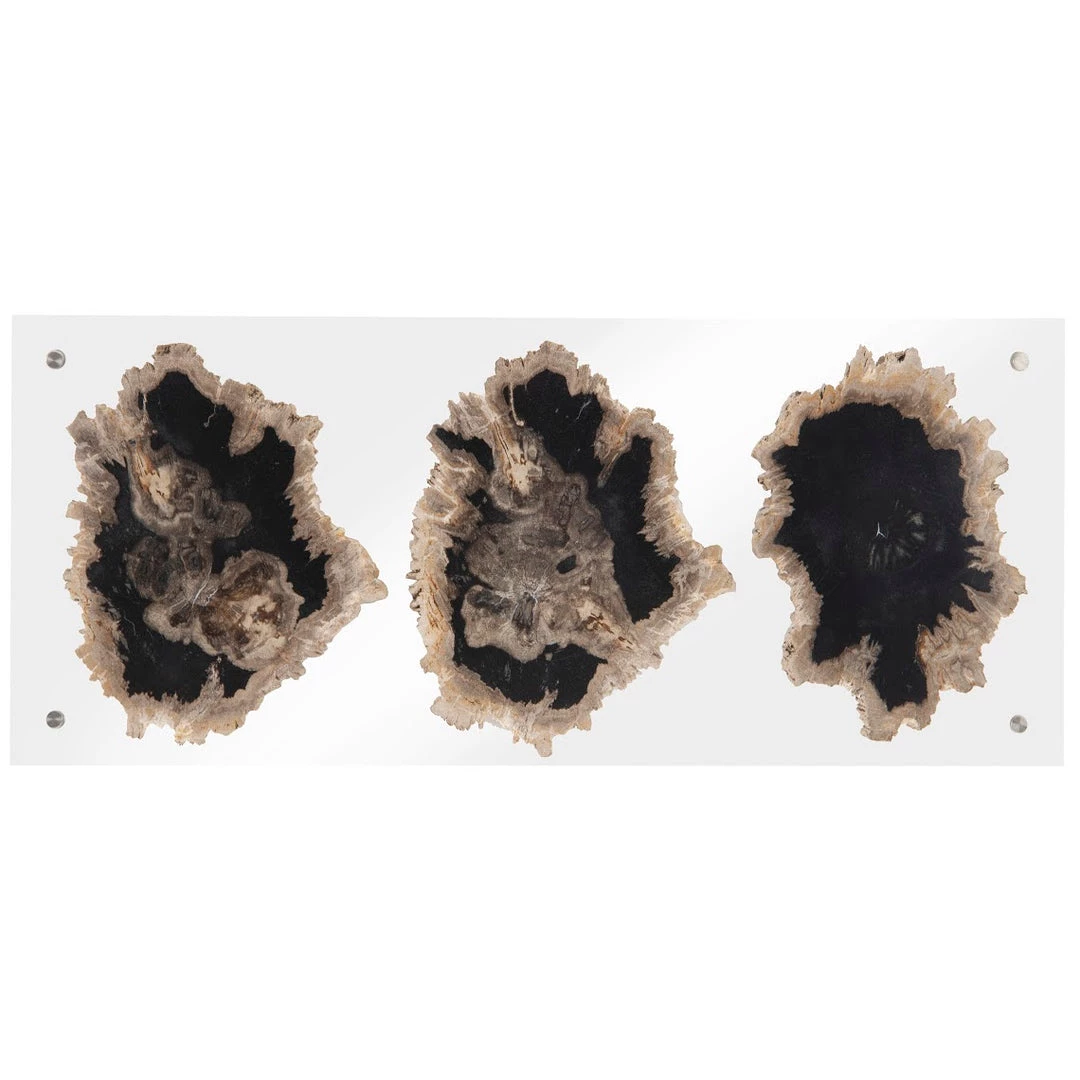 PHILLIPS COLLECTION Wall Sculptures + Decor FLOATING PERTRIFIED TRIPLE SLICE WALL ART 1 PHILLIPS COLLECTION Wall Sculptures + Decor FLOATING PERTRIFIED TRIPLE SLICE WALL ART