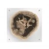 PHILLIPS COLLECTION FLOATING PERTRIFIED SLICE WALL ART