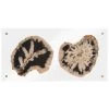 PHILLIPS COLLECTION FLOATING PERTRIFIED DOUBLE SLICE WALL ART Wall Sculptures + Decor