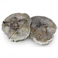 URBIA Furniture LASTRA PETRIFIED WOOD NESTING COFFEE TABLES: LIGHT