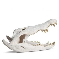 PHILLIPS COLLECTION CROCODILE SKULL SCULPTURE: WHITE, GOLD