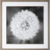 UTTERMOST "DANDELION SEEDHEAD" GLASS FRAMED PRINT