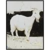 L ART "WHITE GOAT" CANVAS ART Wall Art